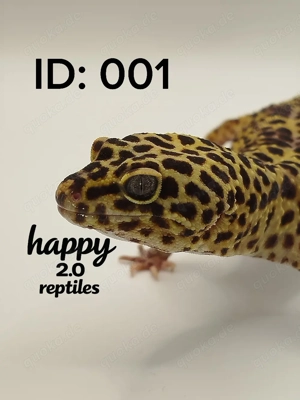 Verschiedene Leopardgeckos 