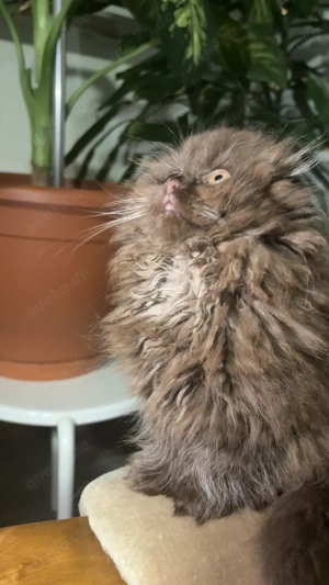 baby kitten zu verkaufen 