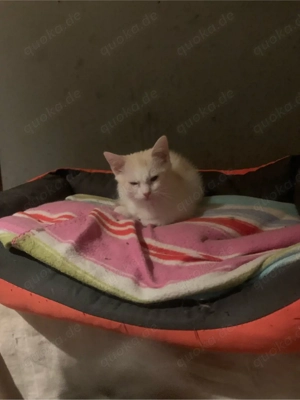 sisi sucht ein neues zuhause 