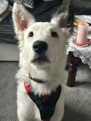 Junger Hund sucht neues, liebevolles Zuhause