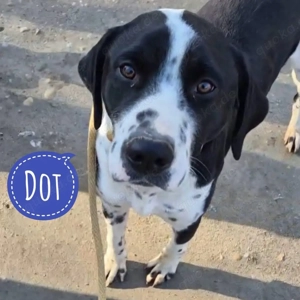 Dot, eleganter und graziöser Mischling, Pointer, Deutsch Kurzhaar, Bracke