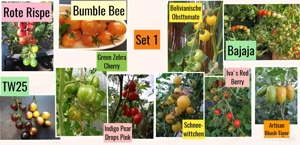   Tomatensamen - unterschiedliche Sets  