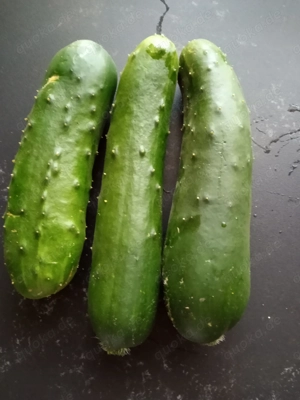 Gurken - unterschiedliche Sorten