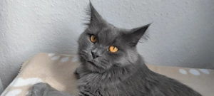 Deckkater für meine Katzen Dame gesucht!