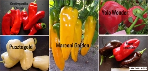    Paprika Samen   verschiedene Sets   Bild 2