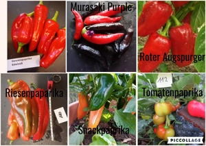    Paprika Samen   verschiedene Sets   Bild 3