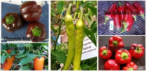    Paprika Samen   verschiedene Sets  