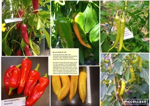    Paprika Samen   verschiedene Sets   Bild 9