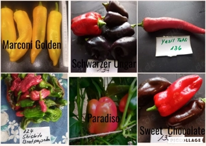    Paprika Samen   verschiedene Sets   Bild 6