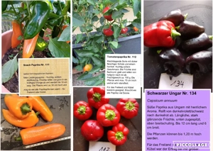    Paprika Samen   verschiedene Sets   Bild 7