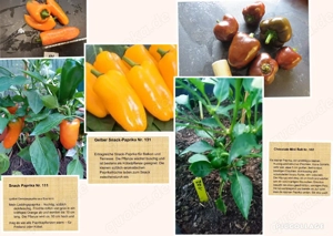    Paprika Samen   verschiedene Sets   Bild 4