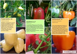    Paprika Samen   verschiedene Sets   Bild 8