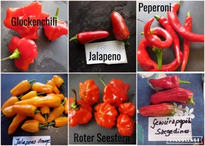    Paprika Samen   verschiedene Sets   Bild 5