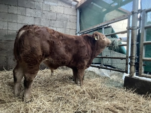 Limousinbulle, reinerbig hornlos, zur Zucht geeignet