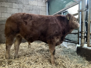 Limousinbulle, reinerbig hornlos, zur Zucht geeignet