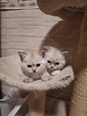 BKH Kätzchen zum verkaufen 