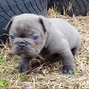 französicher bulldoge 