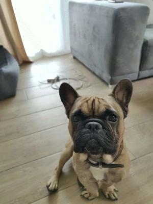 Französische Bulldogge Romeo sucht neues Körbchen 