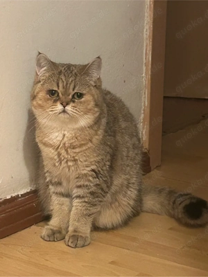 Kätzchen suchen neue Besitzer