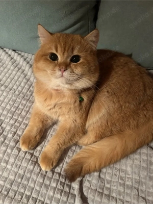 Kätzchen suchen neue Besitzer Bild 2