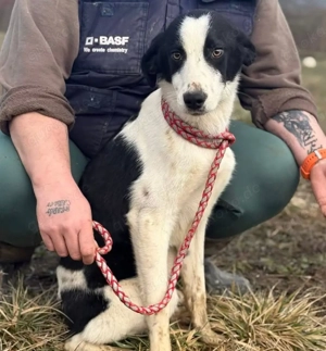 Aniol, junger und wunderhübscher Border Collie Windhund Mix Bild 3