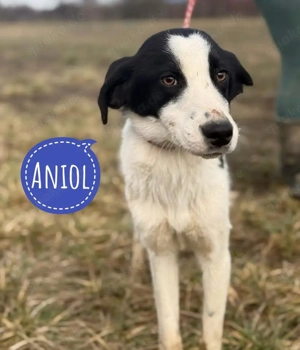 Aniol, junger und wunderhübscher Border Collie Windhund Mix