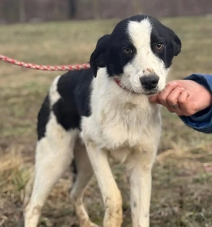 Aniol, junger und wunderhübscher Border Collie Windhund Mix Bild 2