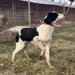 Aniol, junger und wunderhübscher Border Collie Windhund Mix Bild 4