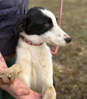 Aniol, junger und wunderhübscher Border Collie Windhund Mix Bild 6