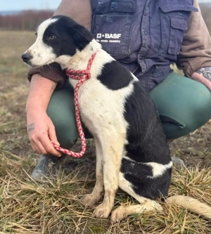 Aniol, junger und wunderhübscher Border Collie Windhund Mix Bild 5