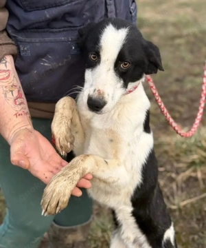 Aniol, junger und wunderhübscher Border Collie Windhund Mix Bild 7