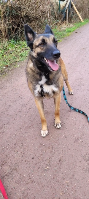 Lustiger Junghund Anselm  Bild 2