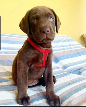 Liebevolle Labradorwelpen suchen ein Zuhause für immer   