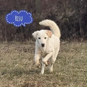 Risu, wunderhübscher Mischling, Labrador Windhund