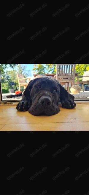 Schweren Herzens: Lieber Hund Leon sucht neues Zuhause