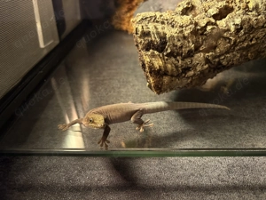 Schöner Querstreifen Taggecko (Phelsuma Standingi)