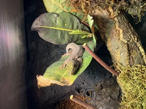 Phelsuma Standingi (Querstreifen Taggeckos) 2 gesunde Nachzuchten, bald adult