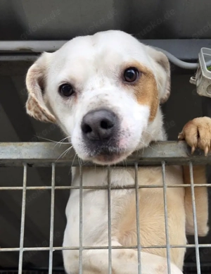 Imre, z.Zt. in Ungarn, möchte der Prinz deiner Familie werden