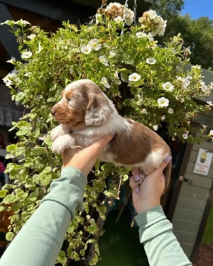 Liebenswerter Hund zu verkaufen   gesund, intelligent und ein toller Begleiter