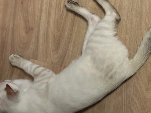 Snow Lynx bengal Kater  Bild 2