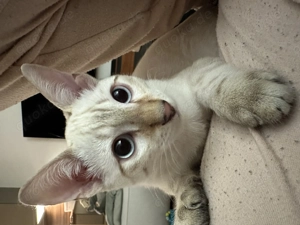 Snow Lynx bengal Kater  Bild 3