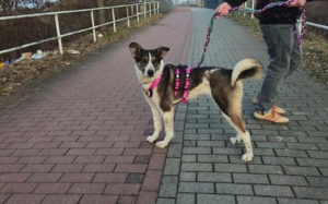 Wer schenkt der hübschen Kiwi sein Herz? Bild 5