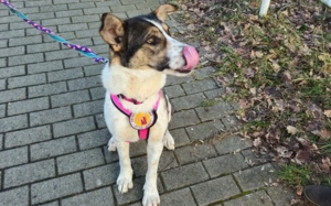 Wer schenkt der hübschen Kiwi sein Herz? Bild 2