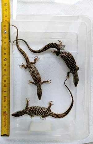 0.0.3 Varanus acanthurus 