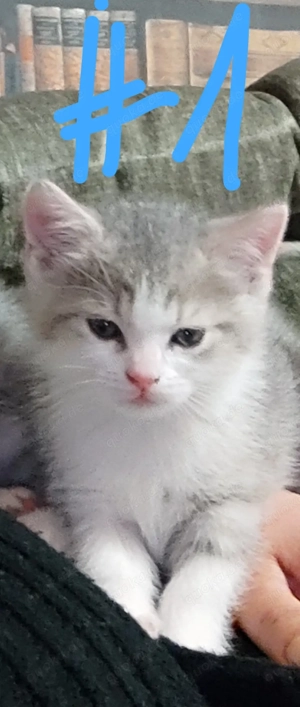 Britisch-Kurzhaar Mix Babys suchen ein liebevolles Zuhause. Aktuell alle Kitten reserviert!!!