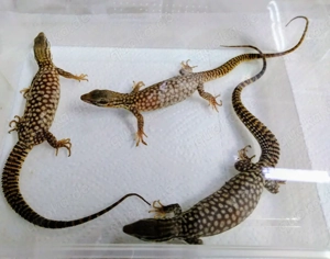 0.0.3 Varanus acanthurus 10 26