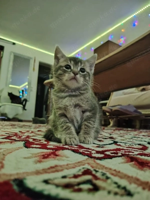 Gestreifte Kater von einer blauen russischen Mutter