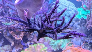 Meerwasser Acropora "Electric MIYAGI" XXL