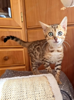 Bengal Kitten W mit Stammbaum Eltern 10 Tests Kitten Katze Kater 