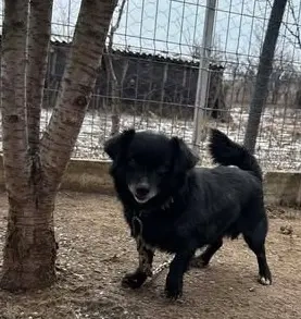 Süßer Mini-Oscar braucht DRINGEND deine Hilfe